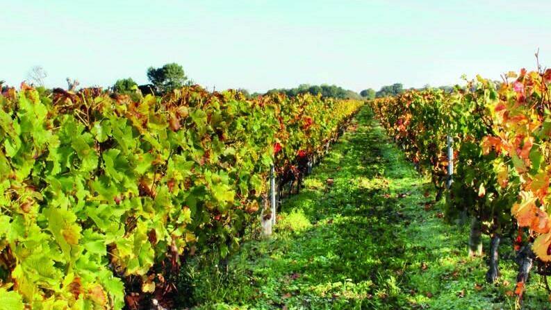 viñedo-sostenible|Enrique-Garcia-Escudero-c-scaled-e1640025115611-600x799